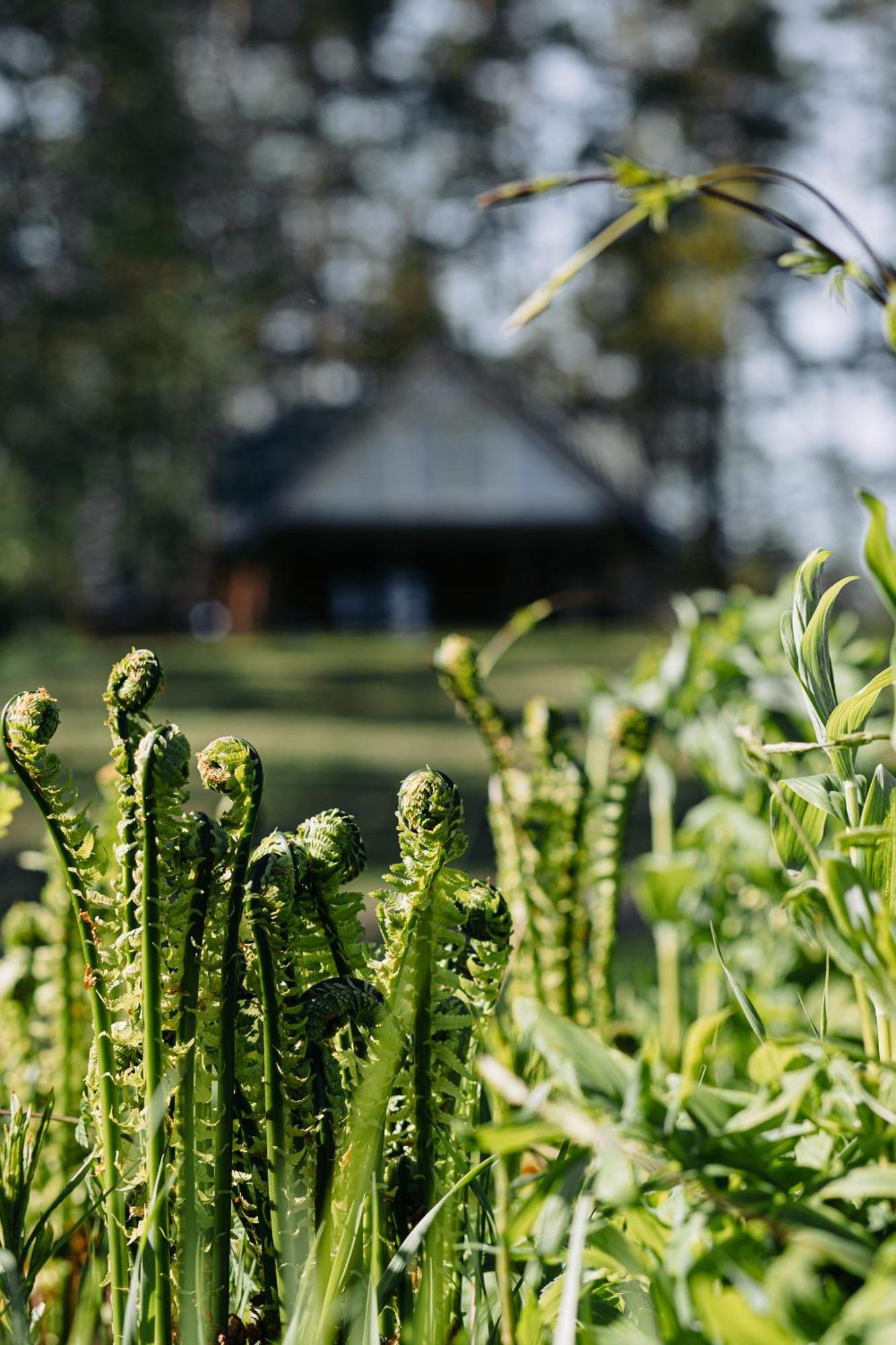 Gaujmale sauna house in nature Laukbeitini Extérieur photo